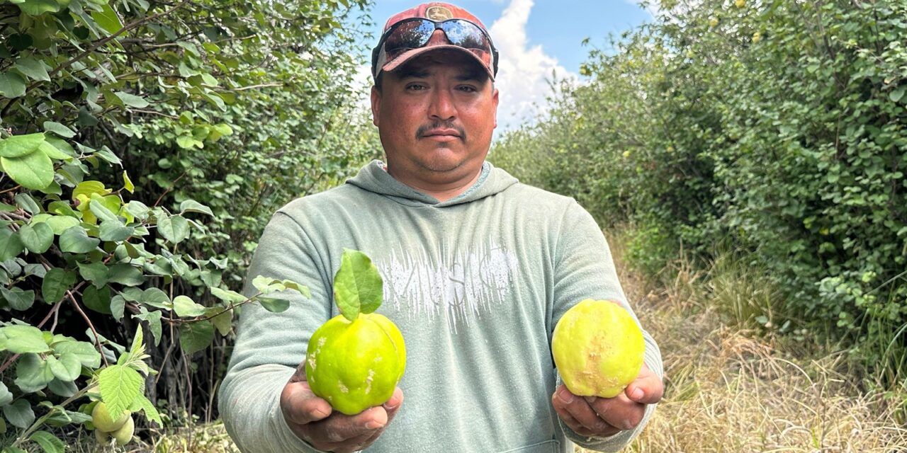 Inicia temporada de membrillo en Jalpa de Cánovas