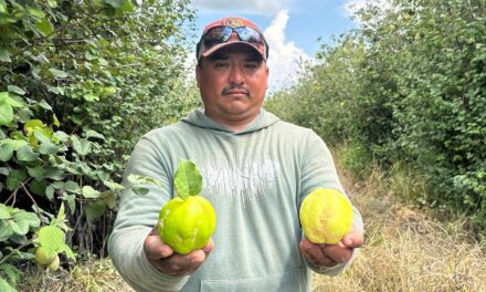 Inicia temporada de membrillo en Jalpa de Cánovas