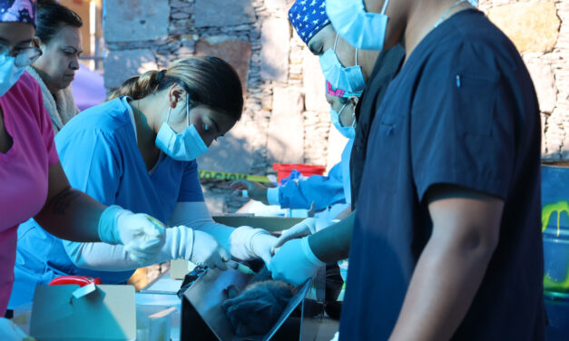 Atienden 250 mascotas en campaña de Esterilización en Purísima
