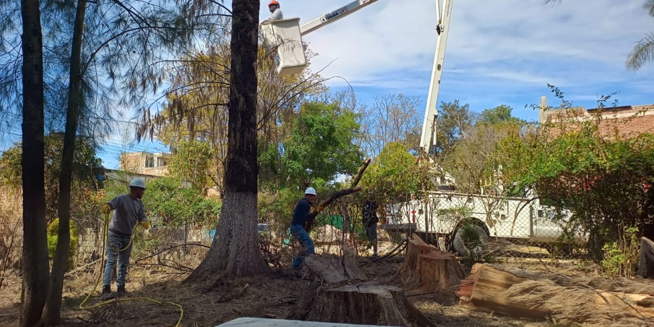 En Purísima atienden árboles de La Alameda