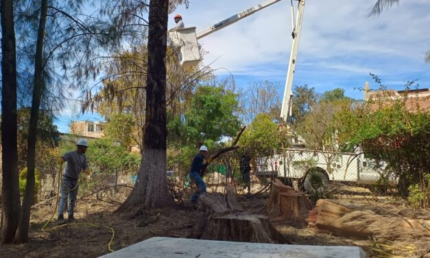 En Purísima atienden árboles de La Alameda