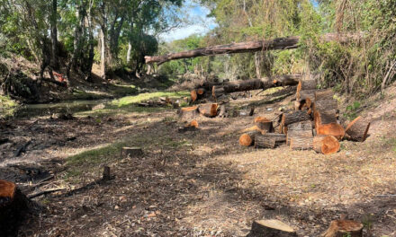 Exponen tema de poda y tala de árboles en ríos de Jalpa de Cánovas