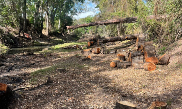 Exponen tema de poda y tala de árboles en ríos de Jalpa de Cánovas