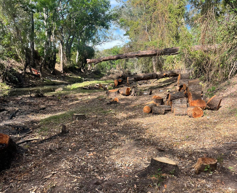 Exponen tema de poda y tala de árboles en ríos de Jalpa de Cánovas