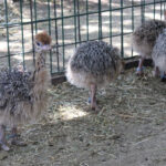 Nacen avestruces en Zoo León