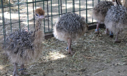 Nacen avestruces en Zoo León
