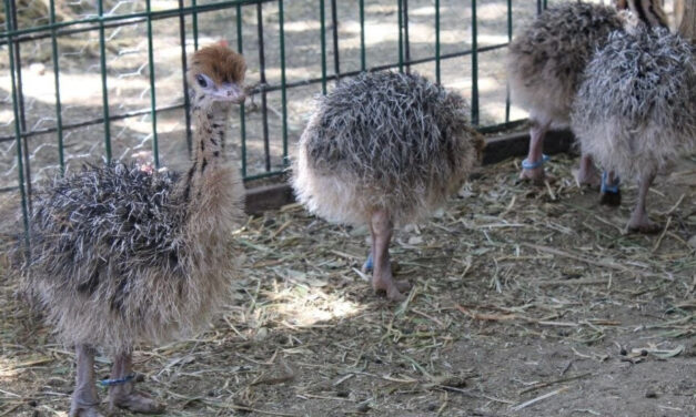 Nacen avestruces en Zoo León