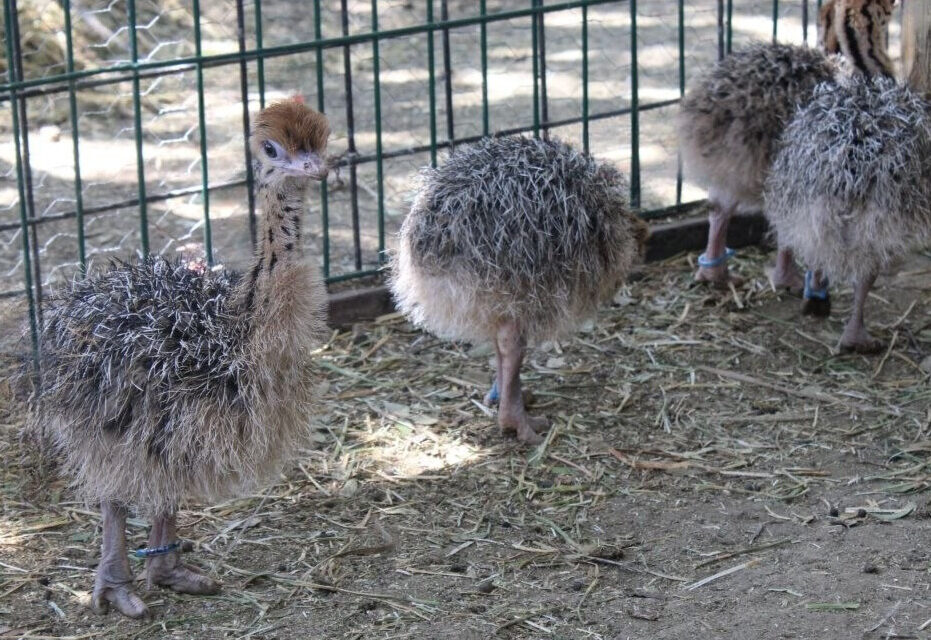 Nacen avestruces en Zoo León