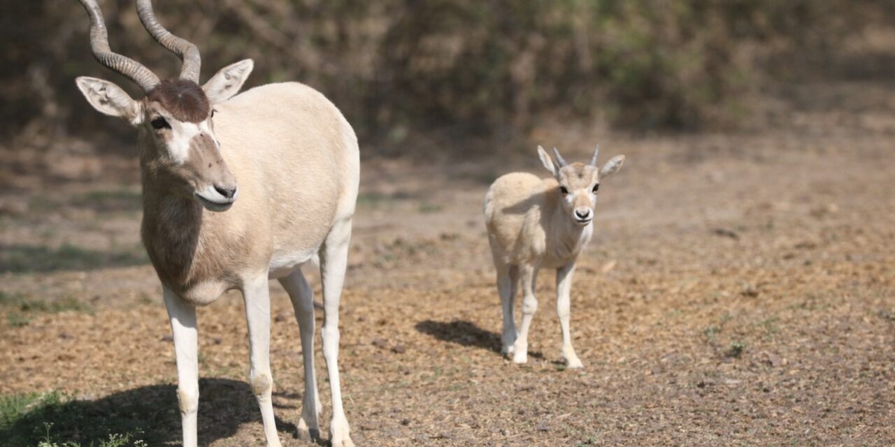 Nacen dos Addax en León, se encuentran en peligro de extinción