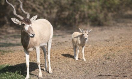 Nacen dos Addax en León, se encuentran en peligro de extinción