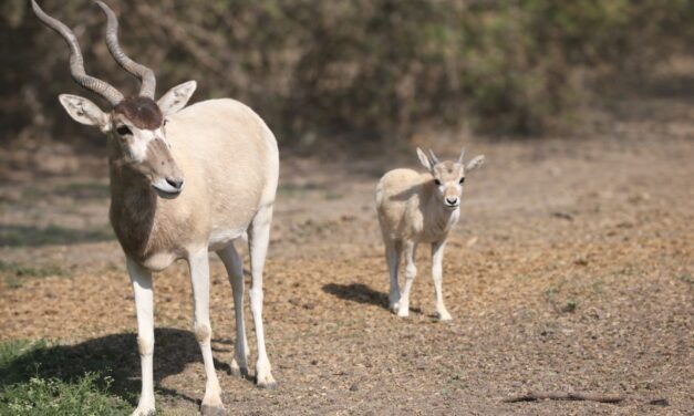 Nacen dos Addax en León, se encuentran en peligro de extinción
