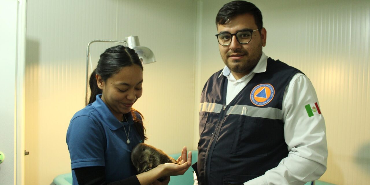 Localizan nutria en Purísima y entregan a acuario