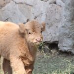 ZooLeón busca ser el mejor del país