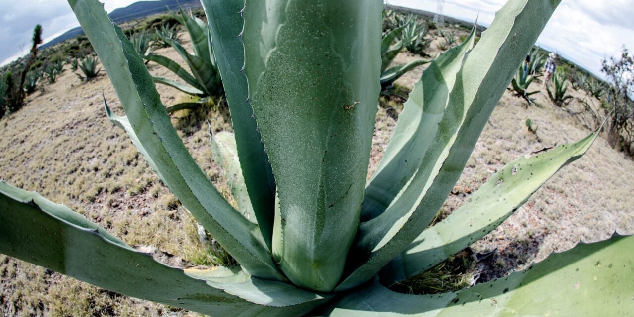 Guanajuato líder en la producción de agave tequilero