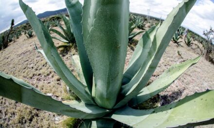 Guanajuato líder en la producción de agave tequilero