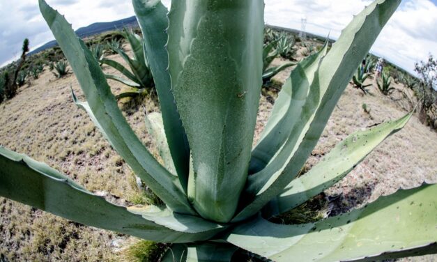 Guanajuato líder en la producción de agave tequilero