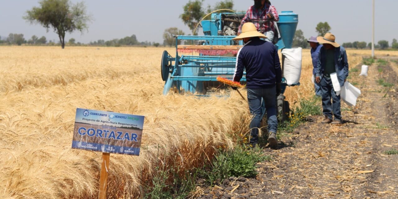 Potencializan variedades para el campo guanajuatense