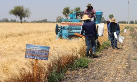 Potencializan variedades para el campo guanajuatense